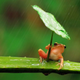Imagen para el artículo titulado ¿Esconden estas adorables fotos montajes y maltrato animal?